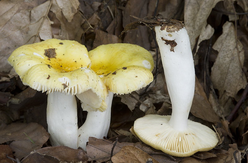 Russula solaris